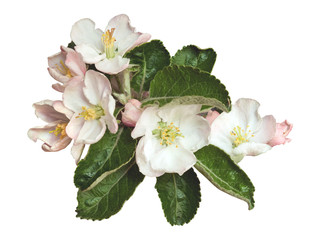 apple flowers isolated on white background