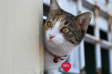 Funny cat on the windowsill. Cat peeks from behind bars. Funny young kitten look on the street from...