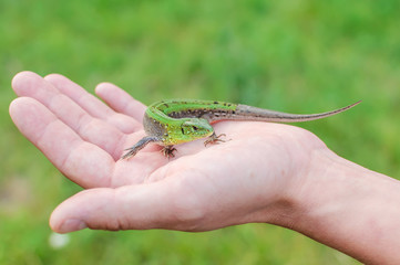 Green lizard
