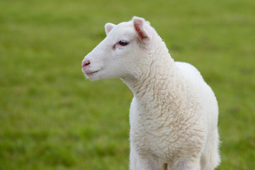 Fototapeta premium white lamb looking on meadow