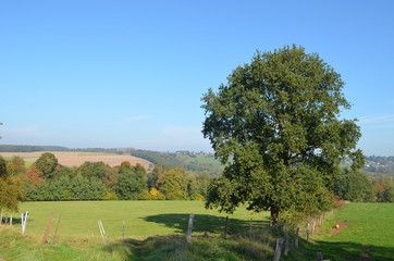 Obraz premium Lonely autumn oak tree in green meadow on rolling hills, Yvoir, Wallonia, sunny fall day