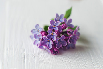 Lilac flowers on the white wooden background