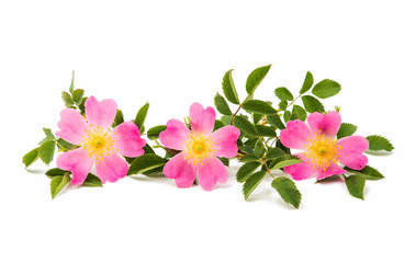 wild rose flower isolated