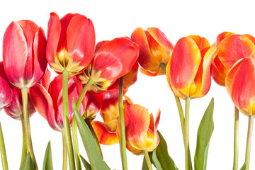 Naklejka premium Flowers