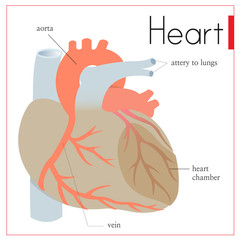 A diagram of the important parts inside the heart