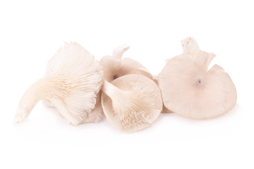 Mushroom on white background.