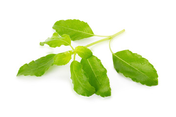 Fresh basil leaves in closeup