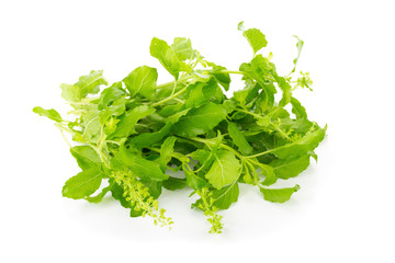 Fresh basil leaves in closeup