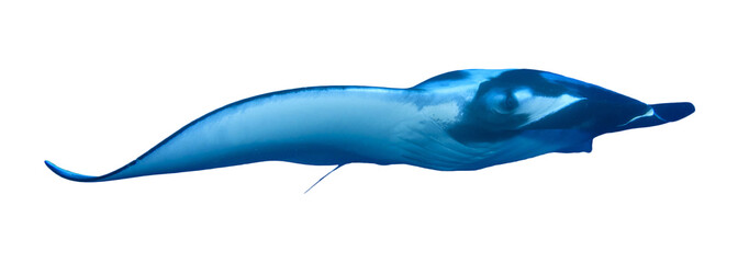 Manta Ray isolated on white background