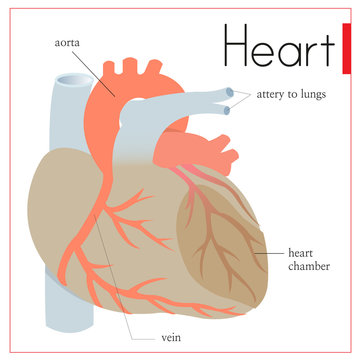 A diagram of the important parts inside the heart