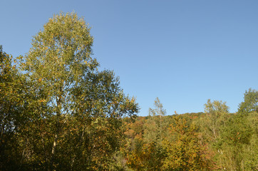 Fototapeta premium Autumn forest on rocky mountain slopes, Yvoir, Wallonia, the Ardennes