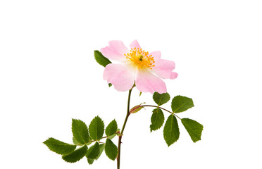 Naklejka premium wild rose flower isolated
