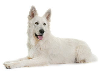 White Swiss Shepherd Dog