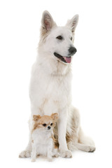 White Swiss Shepherd Dog and chihuahua