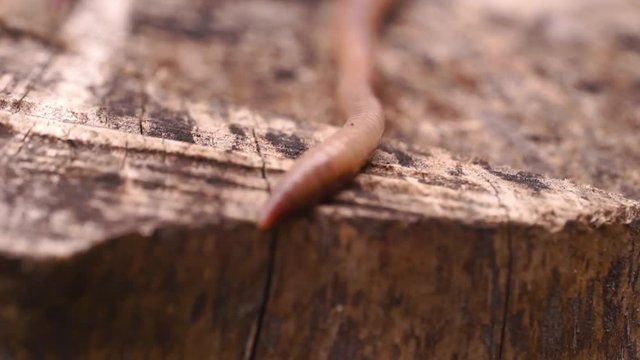 crawling earthworms