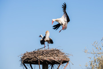 Stork lands on the nest, Salburua park, Alava (Spain) © Noradoa