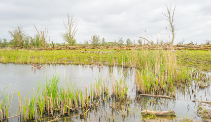 Geese and goslings along the shore of a lake