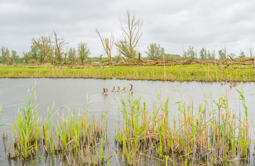 Geese and goslings along the shore of a lake