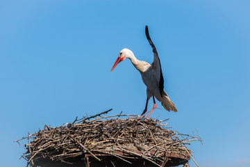 Stork lands on the nest, Salburua park, Alava (Spain)