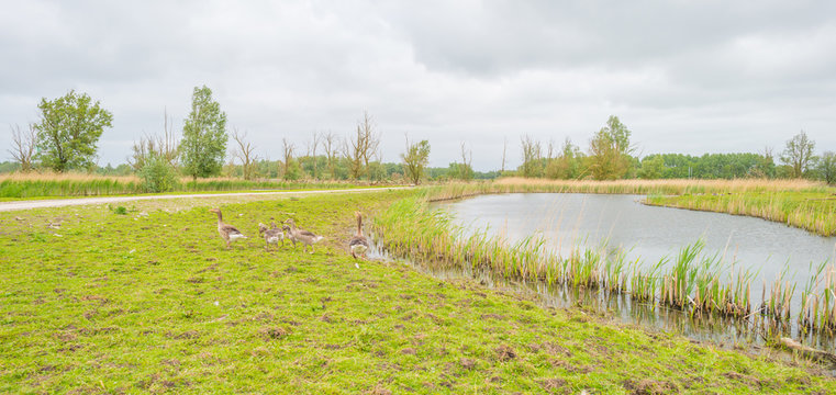 Geese and goslings along the shore of a lake