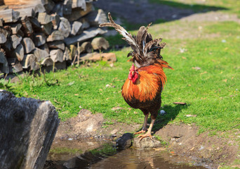 cock on the green grass
