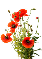 Obraz premium a bouquet of red poppies isolated