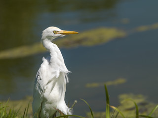 swan with yellow beak in front of lake