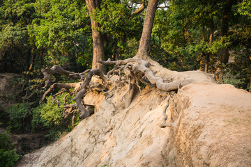 Obraz premium Park in Kathmandu