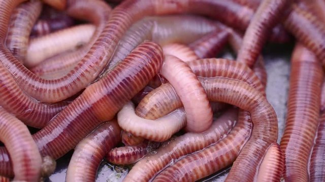 Earthworms (Eisenia foetida) called Tennessee Wiggler for Fishing or Compost macro