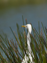 aquatic bird surrounded by grass.