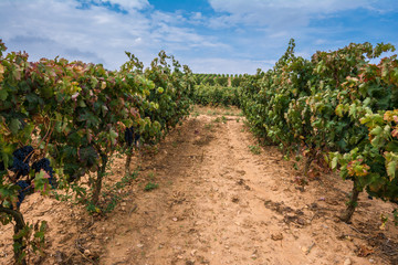 Fototapeta na wymiar Vineyard at La Rioja (Spain)