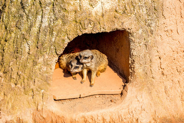 Zwei Erdmännchen kuscheln in einer höhle