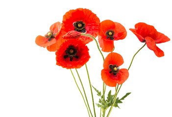 a bouquet of red poppies isolated