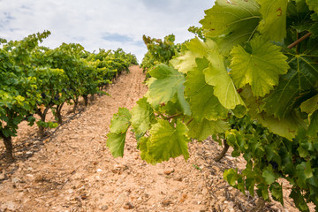 Vineyard at La Rioja (Spain)