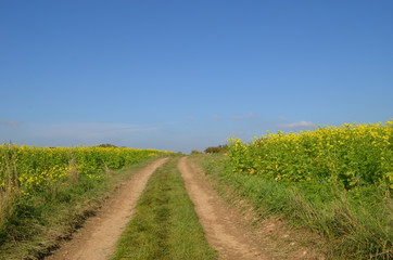 Cart track through field with yellow flowers of Brassica rapa (field mustard, bird rape, colza) against blue sky