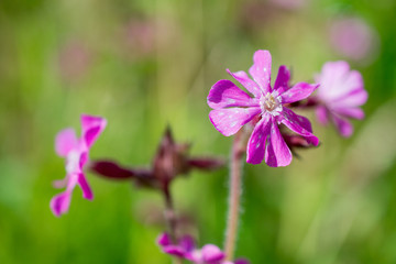 Ragged robin.