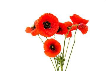Fototapeta premium bukiet czerwonych maków na białym tle
