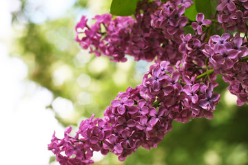 Fototapeta na wymiar Fliederblüte im Wonnemonat Mai - Frühlingsbeginn mit purpel blühendem Flieder (Syringa) 