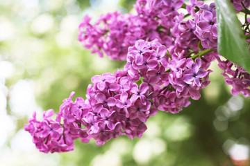 Fliederblüte im Wonnemonat Mai - Frühlingsbeginn mit purpel blühendem Flieder (Syringa) 