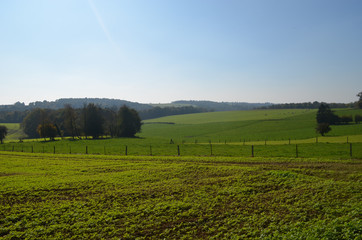 Green meadows with scattered trees on rolling hills in Wallonia, Yvoir