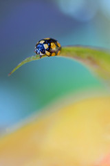 close up of an yellow ladybug