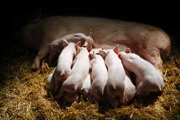 Little piglets suckling their mother