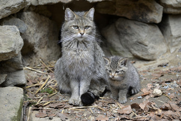 Wildkatze Jungtier