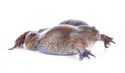 Fototapeta premium bullfrog