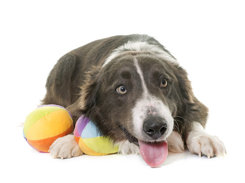 Brown Border Collie