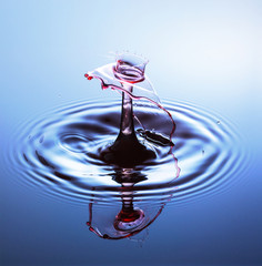 Water drop photography, one or two drops of water dropped from height into water and captured as they hit the water or collide with each other.
