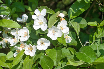 jasmine flowers