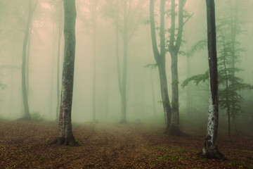 Romantic trails in foggy forest