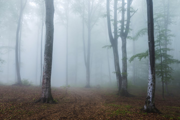 Beautiful foggy forest