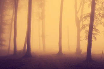 Dark trails into foggy forest